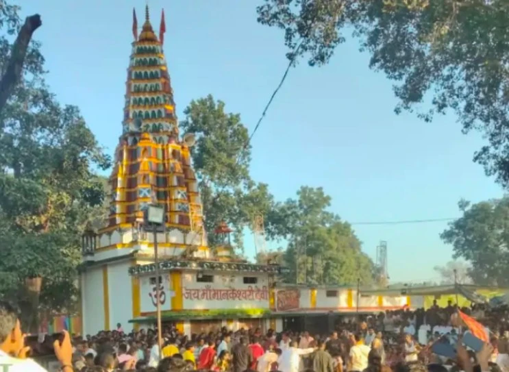 मानकेश्वरी मंदिर में 60 बकरों की बलि, बैगा के खून पीने की परंपरा, 500 साल से चली आ रही मान्यता